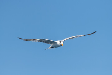 A non-breeding adult Royal Tern (Thalasseus maximus) flying against a clear blue sky in the Florida Keys, USA