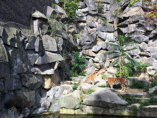Tigers in the zoo