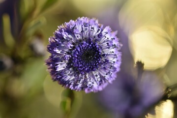 globularia alypum
