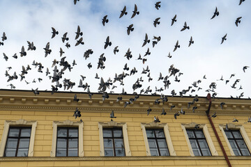 Flock of pigeons flies over Old house in Chernivtsi, Ukraine.