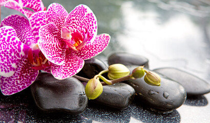 Naklejka na ściany i meble Spa concept with zen stones and pink orchid.