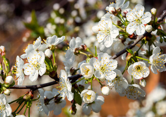 Cherry spring blossom, white flowers bloom with red stamens at turquoise blur nature background