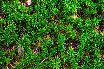 bright green moss in the forest close-up
