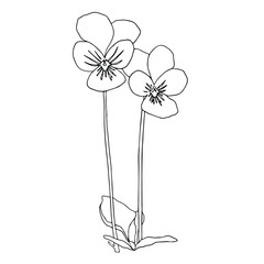 Pansy flower.Flower lineart element.Doodle flower.