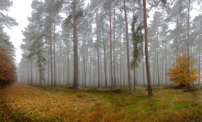 morning in the forest near Hamburg