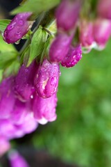 pink flower with drops