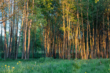 Green trees in park in sunset sunlight. Scenery spring forest nature landscape