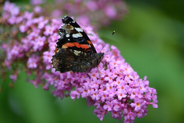 natur, pflanze, nahaufnahme, windpark, eis, schnee, schmetterling, industrie, küste, meer, baum, bäume, wiese, gras