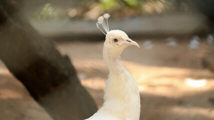 beautiful white peacock. with blur background