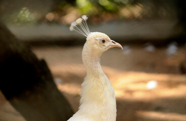 beautiful white peacock. with blur background