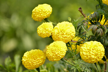 Yellow Marigold flower in the garden.