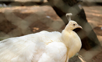 beautiful white peacock. with blur background