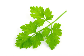 parsley leaf isolated on white