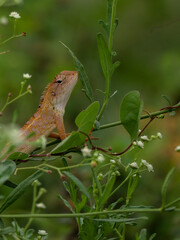 oriental garden lizard on green plant