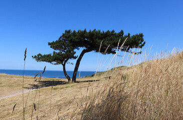 A very beautiful pine tree on the seashore and yellow sun bleached grass. Natural and sea landscape. Beautiful beach blue sea water. Blue sky background. Sea skyline. High quality photo