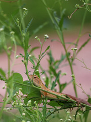 oriental garden lizard on a green plant