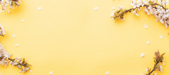 Spring background may flowers and April floral nature on pink background. Branches of blossoming apricot macro with soft focus. For easter and spring greeting cards with copy space. Springtime.