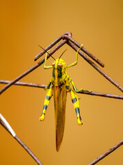 Yellow and black grasshopper perch on rusty iron fence