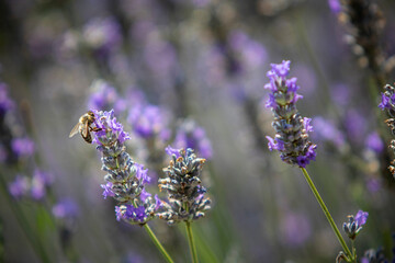 Abeilles lavande