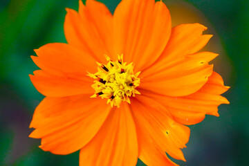 orange flower macro