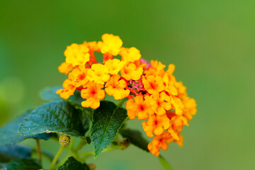 red and yellow flowers
