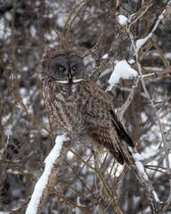 Great gray owl (Strix nebulosa) perched on a branch