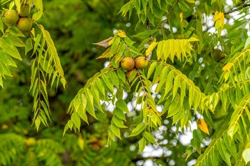 Clusters of walnuts growing on a Black Walnut tree (Juglans nigra) on Old Mission Peninsula near Traverse City, Michigan.