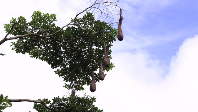 Oriole bird nests hanging on a tree in the forest Orop&eacute;ndola Montezuma