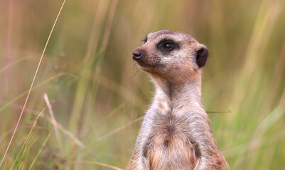 Fototapeta premium Meerkat, Addo Elephant National Park