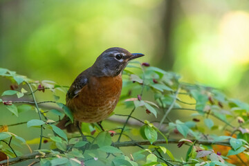 Close-up of an American Robin (Turdus migratorius) perched in a Burning Bush (Euonymus alatus).