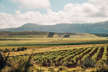 vineyard in region country. Peru Cusco