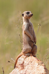 Meerkat, Addo Elephant National Park
