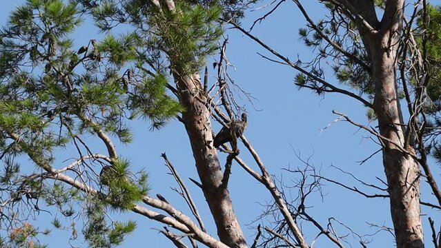 Hadida bird in a tree, South African wildlife.