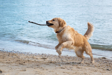 Golden Retriever - dog runs, plays and jumps on the beach