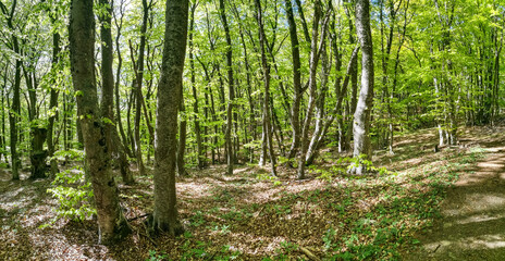 A mysterious forest in the Demerji mountains. The Valley of Ghosts. Crimea. Russia 2021