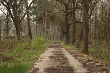 Waldweg