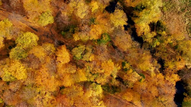 Beautiful autumn aerial looking down at path or atv trail  and the tops of green, red, yellow and orange colored fall foliage in a forest in upper