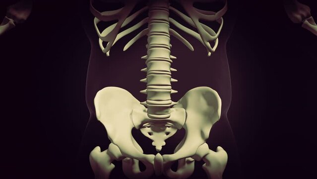 Human bone skeleton structure animation