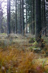 forest in autumn
