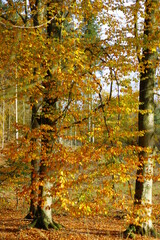 autumn in the forest