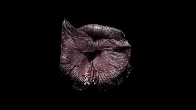 Reverse Time Lapse of Red Amaryllis. The Birth of Beauty. Withered Flower Comes Back to Life. Perfect Spring Plant Hippeastrum Rebirth
