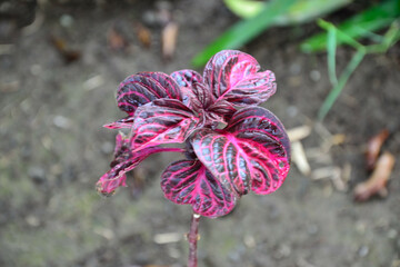 Teneriffa, Kanarische Inseln, Urlaub, Pflanzen, Blumen, Vulkan, exotische Blumen, Nahaufnahmen