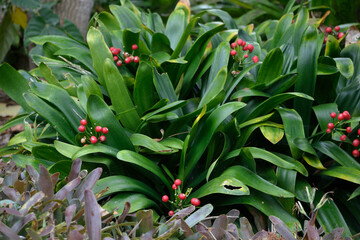 Teneriffa, Kanarische Inseln, Urlaub, Pflanzen, Blumen, Vulkan, exotische Blumen, Nahaufnahmen