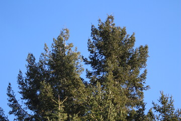 blue sky and pine tree