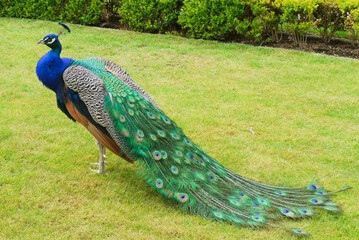 Peacock walks in the park on the grass