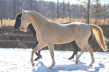  the most beautiful horse in the world, pearl horse, walking with a friend in winter,