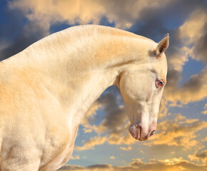 Obraz na płótnie Canvas the most beautiful horse in the world, pearl horse,