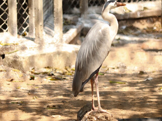 Large stork crane. On blurred backgrounds