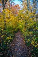 Germany, Small romantic hiking trail through forest thicket jungle like in colorful autumn atmosphere