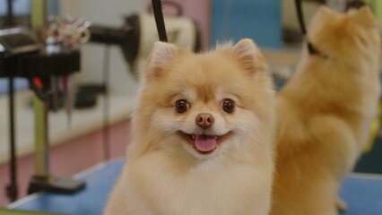 Happy little Spitz dog smiles after bathing in the grooming salon - close-up